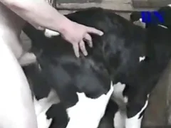 Cow bestiality sex