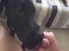 Zoo Porn Clips and Animal Sex