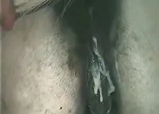 Mare pony cannot stop fucking asses for the camera
