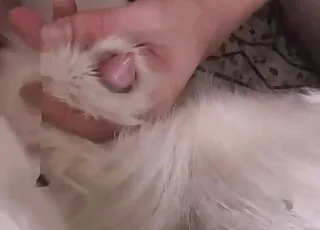 Huge dog dick gets super adorable handjob