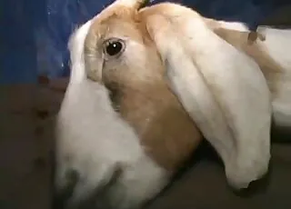Dazzling white goat sex in bed with penetrating act