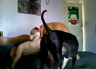 Thin bald man gets dog butt-blasted in anal scene