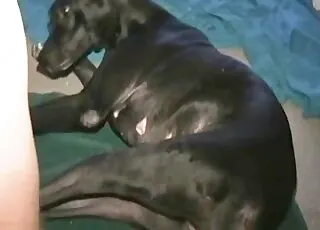 Guy enjoys hard sex with a sexy animal in this hot zoo sex scene