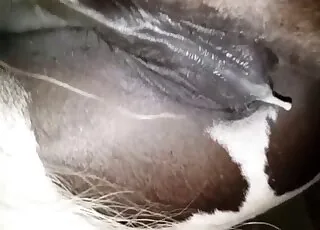 Hot Horse Sex Movie Clip: Real Zoo Animal sex Scene with Mare and Stallion