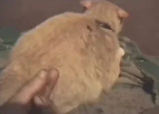 Hard anal fingering on a cat in this zoo sex video