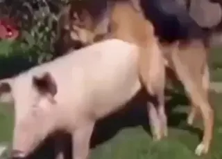 Hardcore dog fucks pig in intense pleasure session