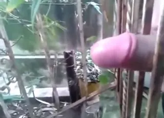 Dog licks dude's cock outside in this zoo clip sex video