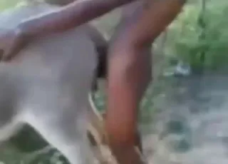 Passionate Donkey Fuck With Kinky Dude in Hot Zoo Sex Scene