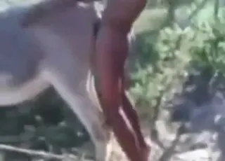 Passionate Donkey Fuck With Kinky Dude in Hot Zoo Sex Scene