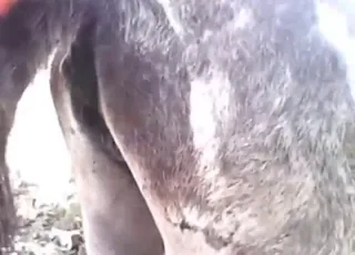 Donkey loves it: dude fucks this gentle giant