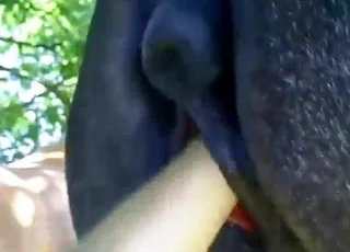 Dude fisting huge mare pussy hard in stable