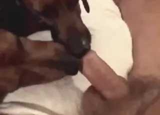 Dog keeps sucking after he cums in short zoo clip
