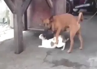 Unmissable Dog vs Cat Fuck Scene Hot Zoo Sex & Animal sex Compilation