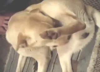 Good-looking guy gets his ass fucked by a dog