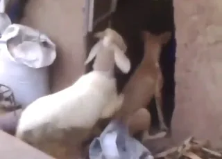 Sheep fucks dog: continuous animal sex scene with no stopping
