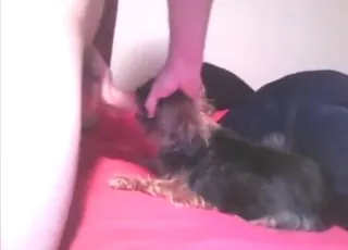 Sensitive dog gives blowjob to owner in zoo clip