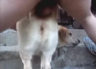 Dude fucking dog ass from behind in hardcore scene