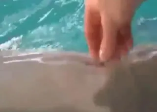 Dolphin Gets Jerked Off Constantly With Dildo