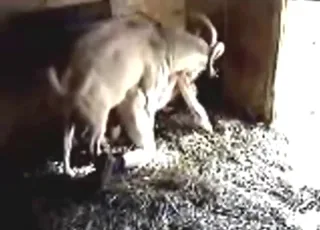 Hot ass buck fuck scene with two people and a horse in the barn
