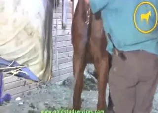 Horse teases then gives true orgasm in 4 minute clip