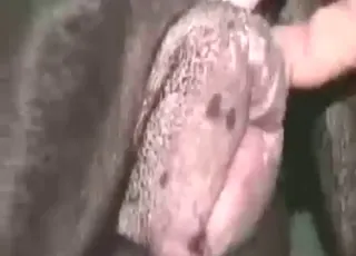 Black beast fucks dude bareback on bed in animal sex porn