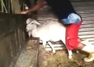 White Goat Gaping Session with Amateur Couple