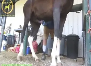 Horny horse gets toy jacked off by dude in tight tail shoot