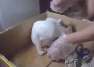 Hot zoophile sex with cute cats in HD - animal sex Zoo Porn Video