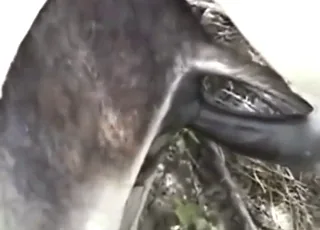 Burro gets deep anal and dangle in hardcore animal movie