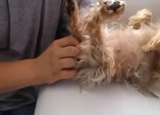 Yorkie dog gets fingered by a twisted zoophile in close-up