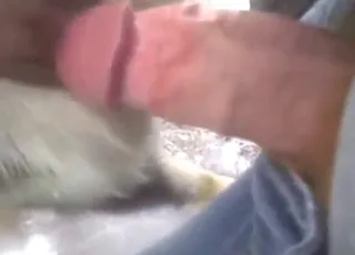 Amateur Guy Tears Into Donkey's Fuckhole in Raw Zoo Clip