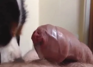 Bored guy enjoys dog licking his nice penis in short clip