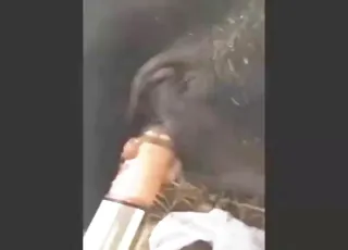 Passionate cow getting dildo-fucked in a short clip