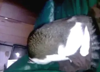 Short zoo clip of a cat cumming on a pussy during fun play Backyard-style amateur footage of a cat cumming on a pussy.