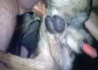 Raw Zoo Sex: Dude Fucks Tight Dog Asshole
