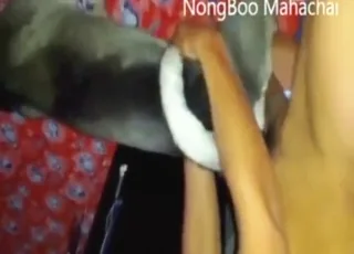 Hot zoo sex: guy getting fucked by his dick in animal porn