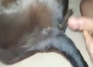 Horná sex so zvieratamika súloží s kravou v horúcej zoo scéne