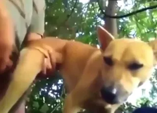 Dude screws brown beast from behind in short clip