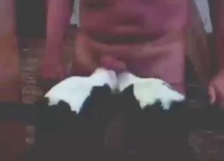 Two calves team up for a dick-draining session on cam