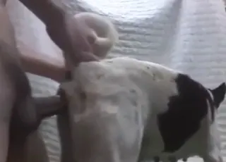 Thai guy fucks female dog in short zoo clip