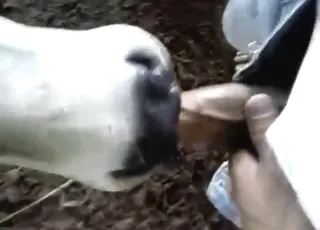 POV Calf Blowjob: Real Taste of Cock in Short Zoo Clip