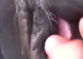 Young cow pussy gets off in animal sex porn clip