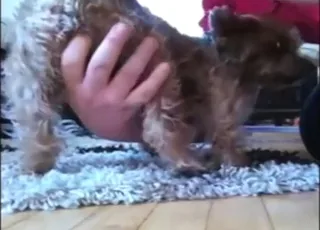 Yorkie Bitch Gets Hot Fingering in Full HD Zoo Sex Movie animal sex Scene