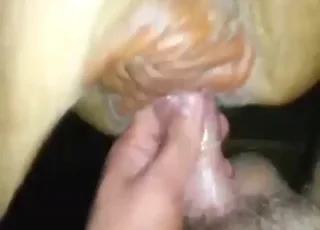 Cow sex scene with long cock amateur footage