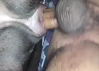Hairy guy fucks pitbull in full blown heat for a cum