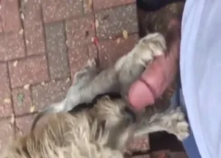 Happy Puppy Licking Cock Outside in Backyard