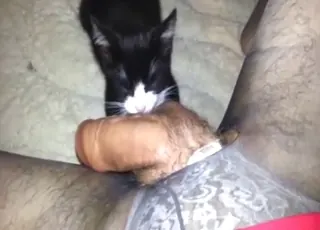 Close-up of pussy kissing huge cock in zoo sex scene with animal