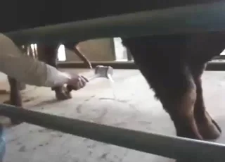 Bull gets electrostimulated dick until it explodes
