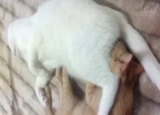 Kitty sucks cat in short zoo clip featuring animal sex and animal zofilia