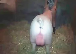 Pig enjoys hardcore doggy style sex with a dog